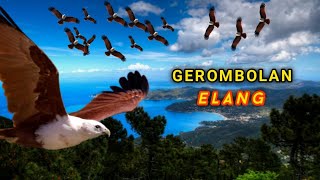 Download lagu Fenomena Burung Elang Bergerombol di Udara mp3