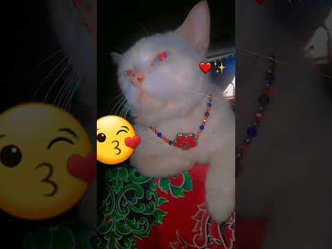 Meri jan da totaa😘😻💕 #Mecy #Misha#fyyyyppppp#foryoupage #Maliha's cats 😘😻💕✨️