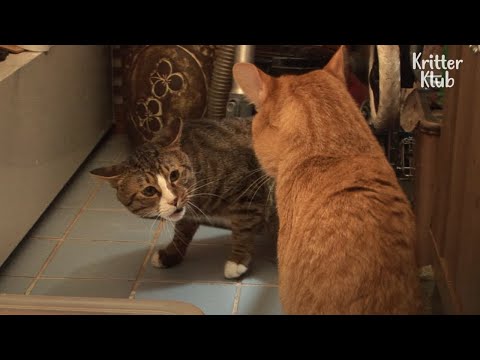 Cat Can't Accept New Siblings And Threatens Them To Move Out | Kritter Klub