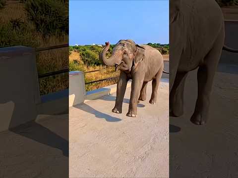 Elephant Ko Pankh Nahi Hai 🤣🥰 _#youtubeshorts _#comedy _#funny _#viralshorts