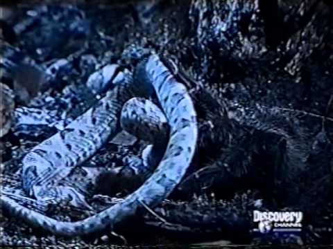 COC-BIOLOGIA-PREDATISMO ARANHA COME COBRA-ARTHUR SIMÕES