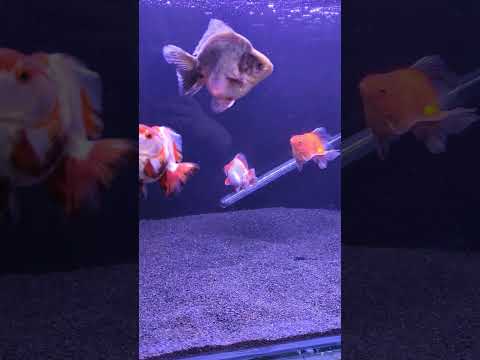 £600 on 4 Ryukin Goldfish. #shorts #fish