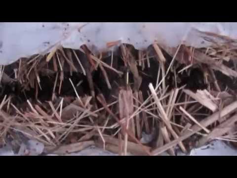 Jää poolt murtud pilliroog Kiili vallas 25.02.2015