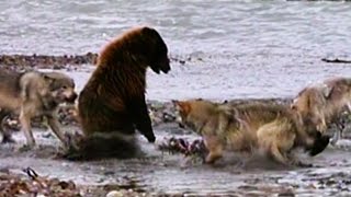 Grizzly Bear Battles 4 Wolves
