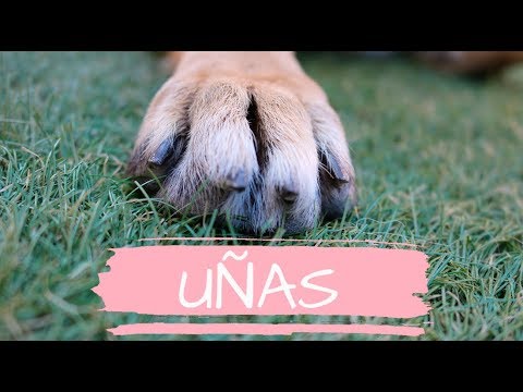 ¿CÓMO CORTARLE LAS UÑAS A TU PERRO?