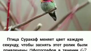 Чудеса Аллаха птица