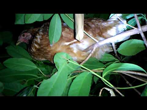 -MISTERO AL CHIARO DI LUNA ~Giovani galline scomparse, ritrovate sugli alberi in piena notte! |P.1|