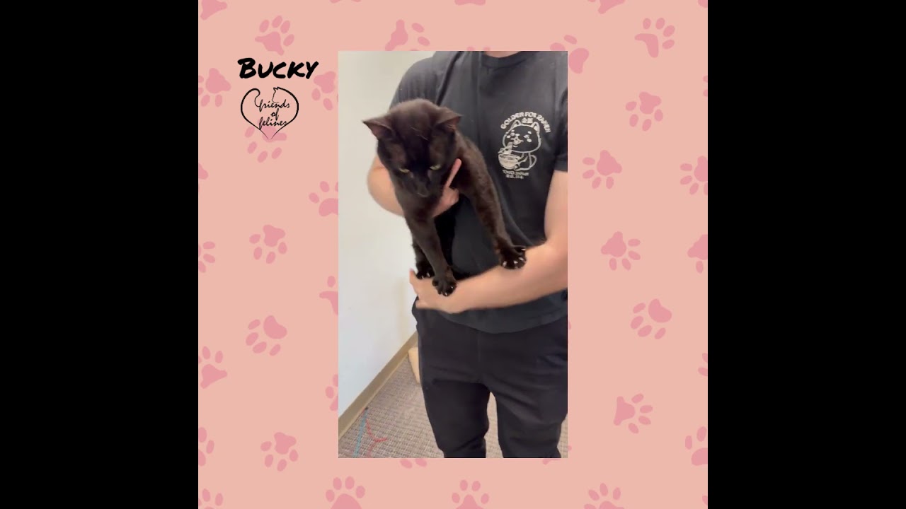 Bucky, a ADOPTABLE Domestic Short Hair in Stamford, CT video 4/4