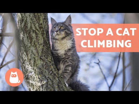 How to STOP a CAT CLIMBING Places They SHOULDN'T 🌳🐈