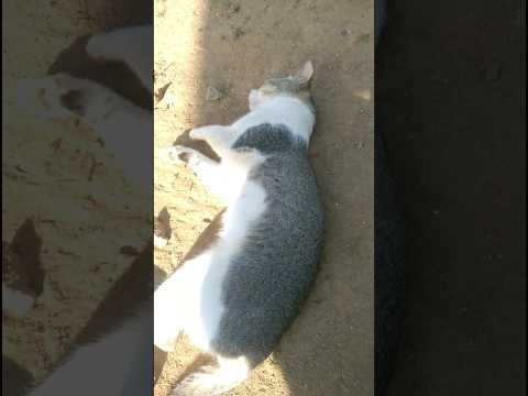 Am i cute,okh?💞😏😸|#shortsfeed#shorts#cats #youtubeshorts#short#ytshorts#shortsvideo#shortsfeed#viral