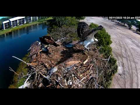 Moorings Park Osprey Nest ~Victor's Morning Workout 5/11/2023