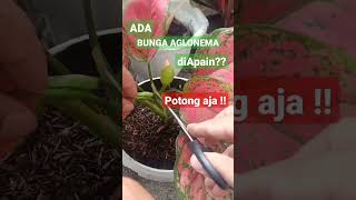 Download lagu CARA INI BISA BUAT AGLONEMA MU RIMBUN mp3