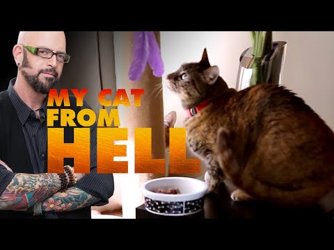 YouTube video about: Why does my cat like to be spanked?