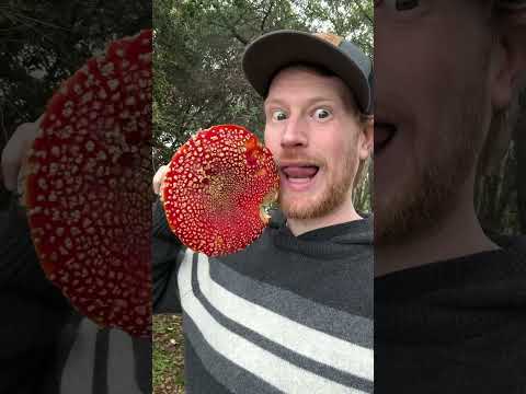 Fly Agaric (Amanita muscaria) Mario Mushroom Christmas Tribute Compilation “Santa Baby”