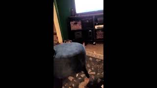 Video preview image #1 Beagle Puppy For Sale in Dunnellon, FL, USA