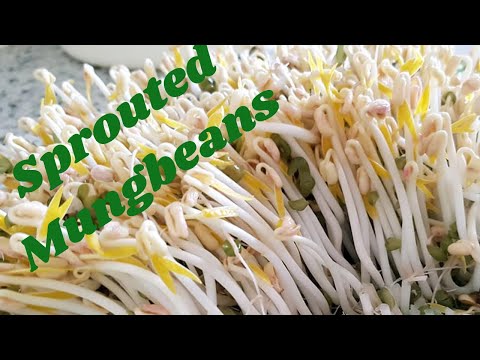 How To Grow Mung Bean sprouts At Home