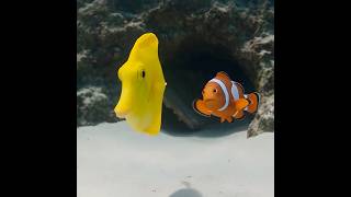 He Laughed Because She Didn’t Fit… Then She Saved Them Both 🐠💙#nemo #disney #animation #clownfish