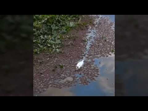 Fufulso to Damango road