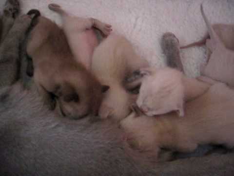 nitika gwinney kittens