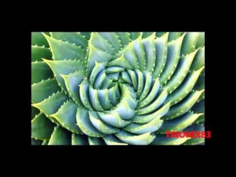 Musica Fractal (Explicacion)