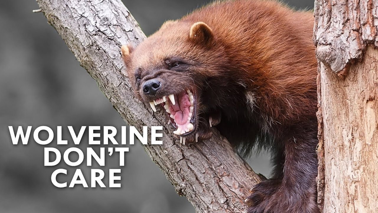 Wolverines: The Most Badass Creatures on Earth
