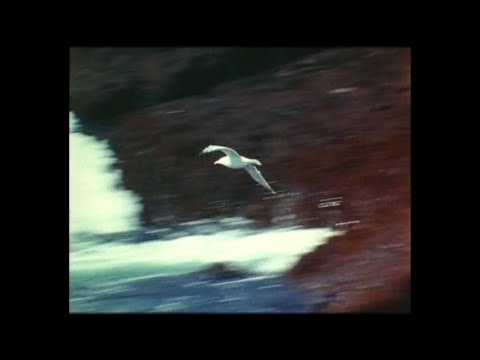 (VERY RARE) AMBIENT X EXPERIMENTAL TYPE BEAT - "STORMS SING THE PHOENIX REQUIEM"