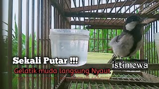 Download lagu Pancingan buat gelatik muda !!! || sekali Putar gelatik muda langsung Nyaut !!!  || Buktikan !!!! mp3