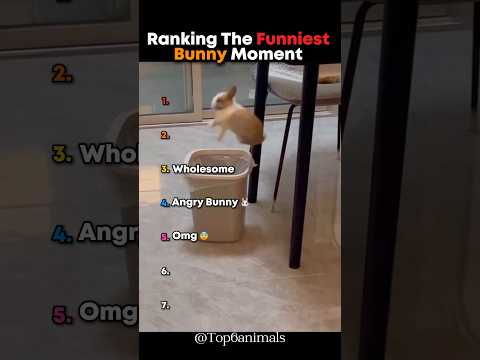 Classement des moments les plus drôles des lapins 🤣