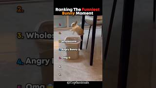Classement des moments les plus drôles des lapins 🤣
