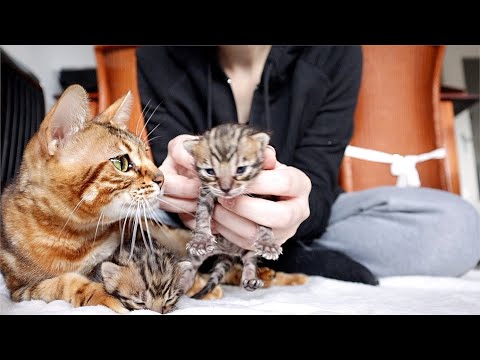 Mother Cat Is Super Excited to Show me her Kittens