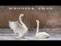 WHOOPER SWAN Bird Dance And Call Birds Sounds