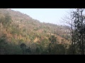 Mirik Busty Bird Sounds