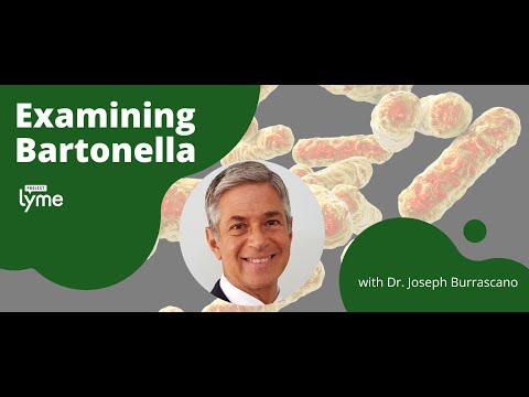 Examining Bartonella