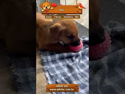 Vídeo de Mel