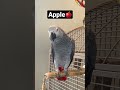 Symon The Talking African Grey Parrot Practising Her Fruits Grape Apple And Banana Talkingparrot
