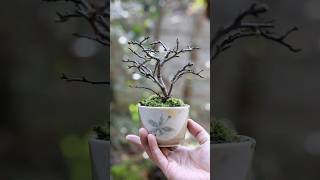 2月中旬 長寿梅の芽吹き #盆栽 #bonsai