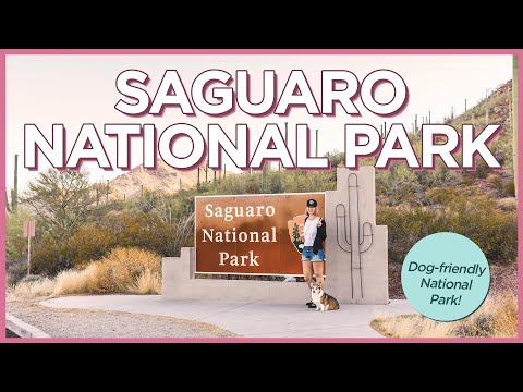 在薩瓜羅國家公園和你的狗一起做的事情 (Things To Do at Saguaro National Park With Your Dog)