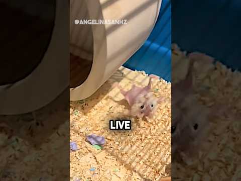 The oldest hamster I’ve ever seen 🥺❤️ angelinasanhz
