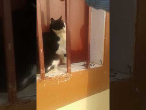 Ye billi ha saudi arabia ki