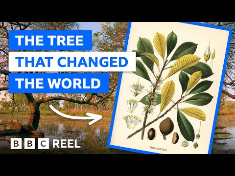 The little-known tree that revolutionised global communication – BBC REEL