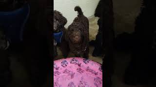 Video preview image #3 Poodle (Standard) Puppy For Sale in WIMAUMA, FL, USA