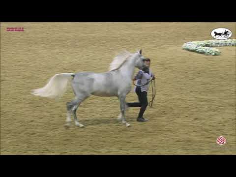 N 273 AZIZ AL HAZM   Qatar National Arabian Horse Championship 2021   Yearling Colts Class 6B