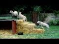 Chef Ramsay Has To Relocate His Sheep The F Word