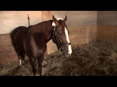 California Chrome Music Video - Hall Of Fame