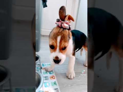 #scrunchies #cute #dog #littletiktoker #shorts