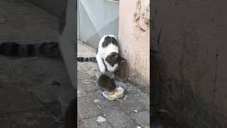 Unbelievable? ! ??? #short