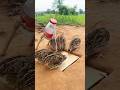 Simple Bird Trap Amazing Quail Trap Shorts