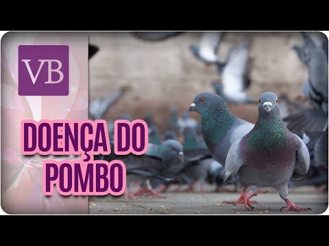 , title : 'Meningite Criptocócica: A Doença do Pombo - Você Bonita (20/12/17)'