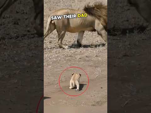 💛Cubs meet dad lion for 1st time🥰 #lion #cubs #animals #shorts