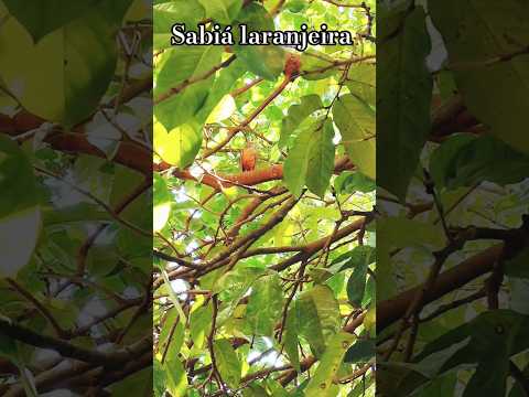 sabiá laranjeira gravado em minas gerais
